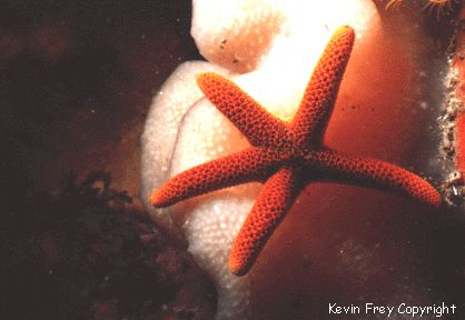 Picture of a reticulated starfish
